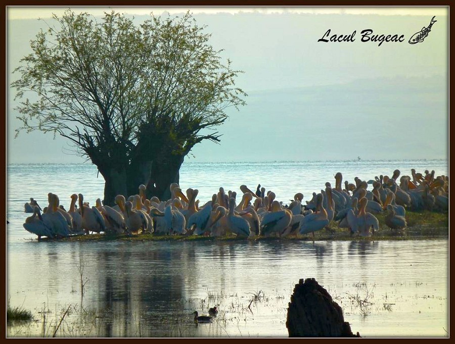 Lacul Bugeac